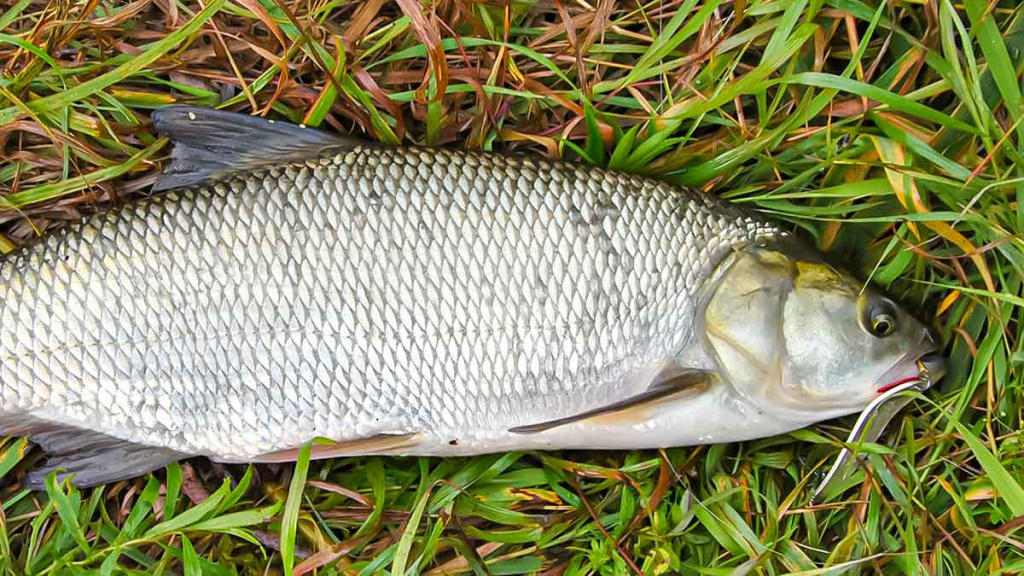 Paprastą spalio dieną prie Nevėžio. Pirma dalis Paprastą spalio dieną prie Nevėžio. Pirma dalis