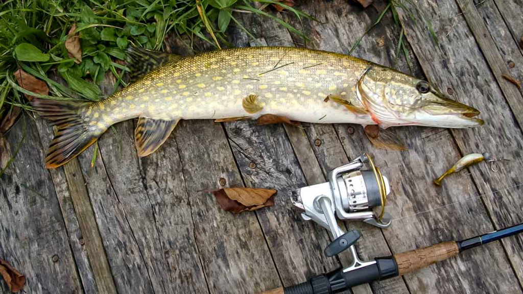 Ta gerai pažįstama mįslinga lydeka. Antra dalis