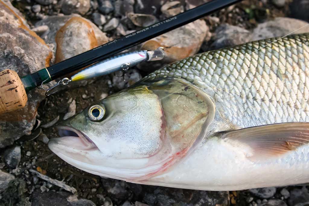 Salačiai ir vobleriai: masalų – daug, o gerų – tik keletas