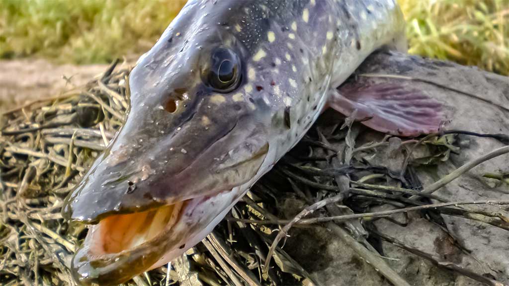 Nors ir žvynuotos, bet labai intelektualios Nors ir žvynuotos, bet labai intelektualios