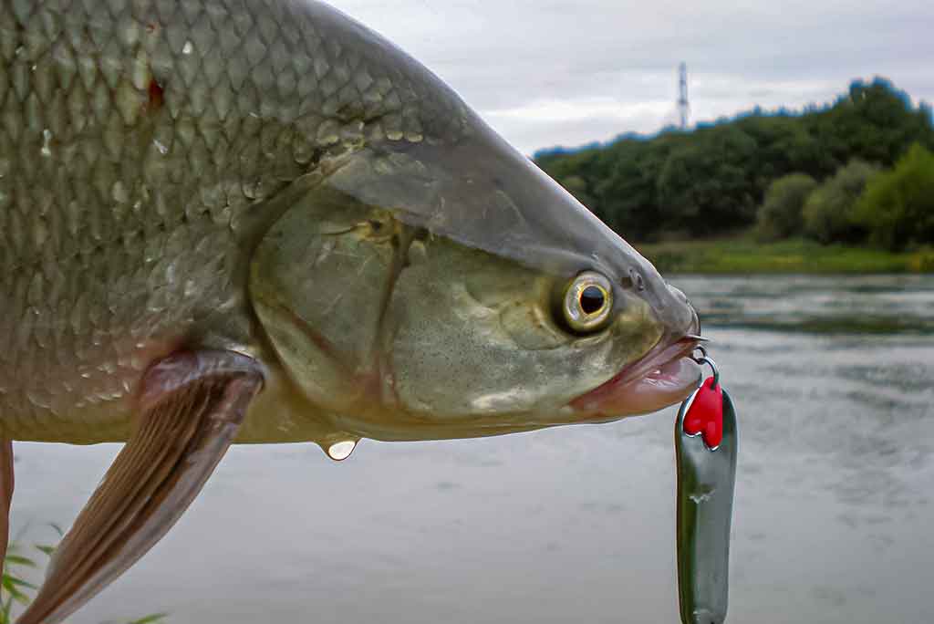 Ar salatis – konservatyvi žuvis? Pirma dalis Ar salatis – konservatyvi žuvis? Pirma dalis