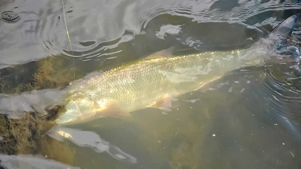 Pasvarstymai apie salačius ir juos gaudančius žvejus