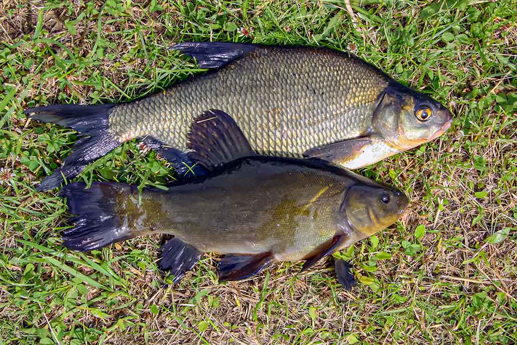 Straipsnis: Švento Petro gimtinėje. Antra dalis