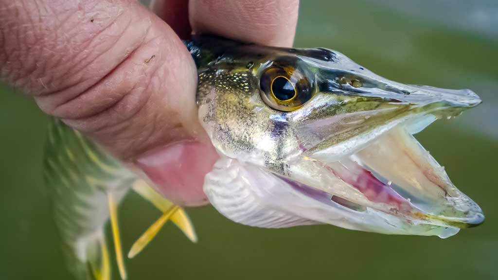 Nors ir žvynuotos, bet labai intelektualios Nors ir žvynuotos, bet labai intelektualios