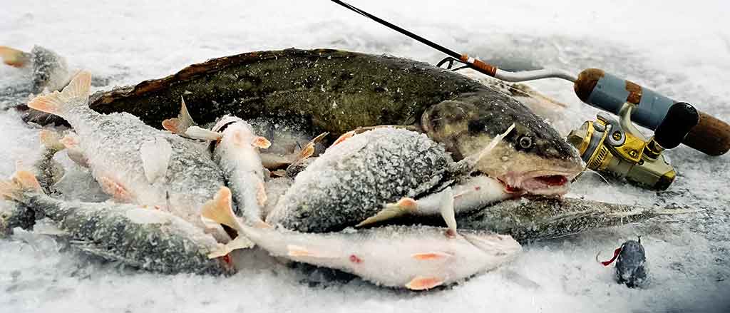 O velnias, koooks ešerys! Raguotieji, kipšai, pinčiukai...