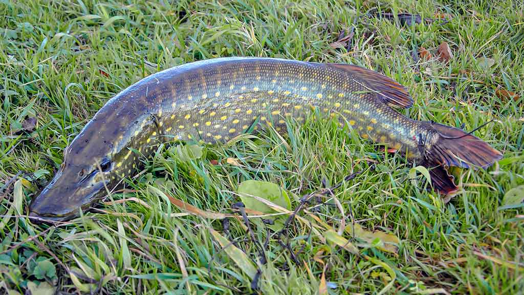 Kaip pagauti karšį? Kaip pagauti karšį?