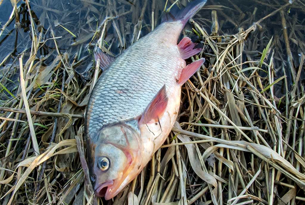 Dar ne laikas mest į kampą meškerę Dar ne laikas mest į kampą meškerę