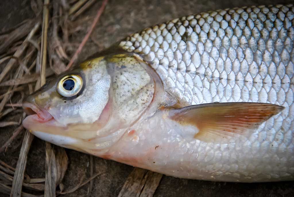 Plėšrūnai naktį nemiega. Antra dalis Plėšrūnai naktį nemiega. Antra dalis