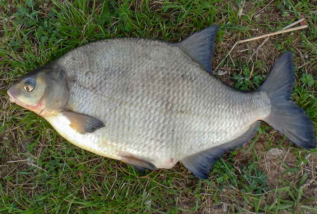 Nubudusio vandens vilionės. Antra dalis