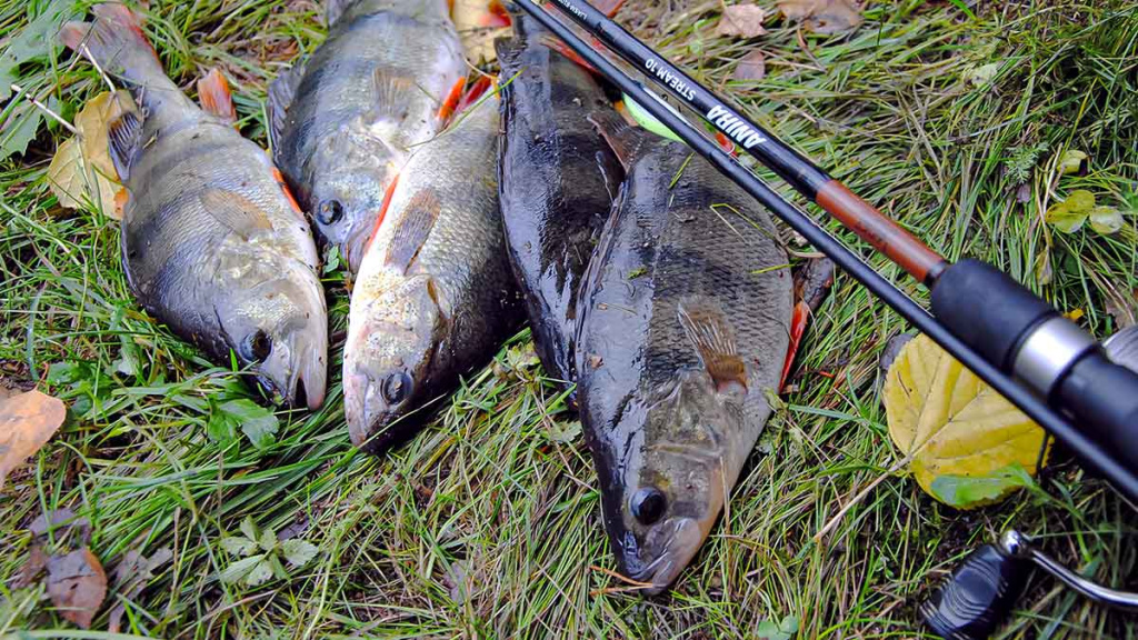 Anglys, pluoštai, dervos ir moduliai. Antra dalis