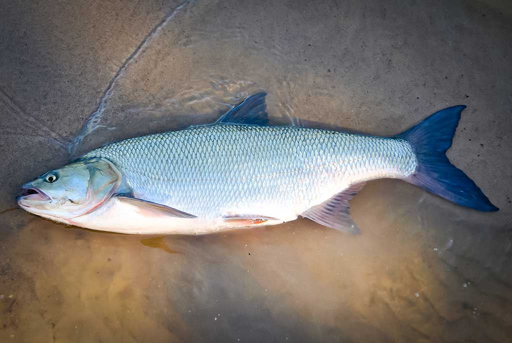 Pirmųjų snaigių burtai