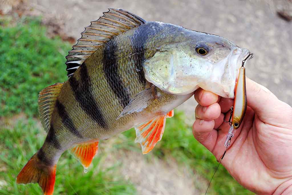 Ar sunku įsisavinti tvičingą? Spiningavimas iš valties Ar sunku įsisavinti tvičingą? Spiningavimas iš valties