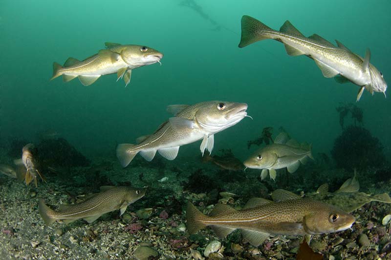 Patinų ir patelių santykis natūraliomis sąlygomis pas skirtingoms žuvų rūšims gali būti labai įvairus