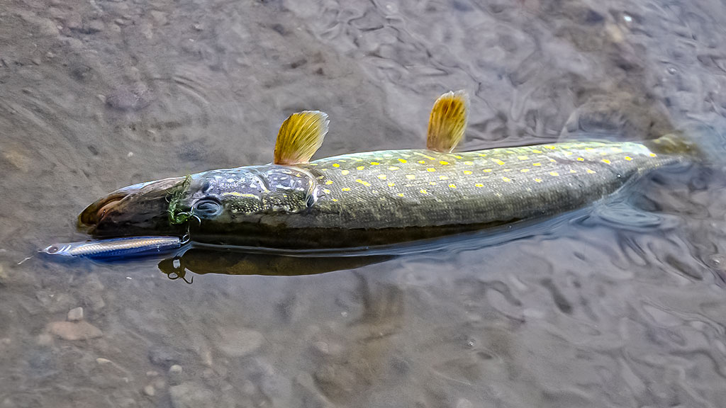 Tritaškis arba kaip nusiraminti Tritaškis arba kaip nusiraminti