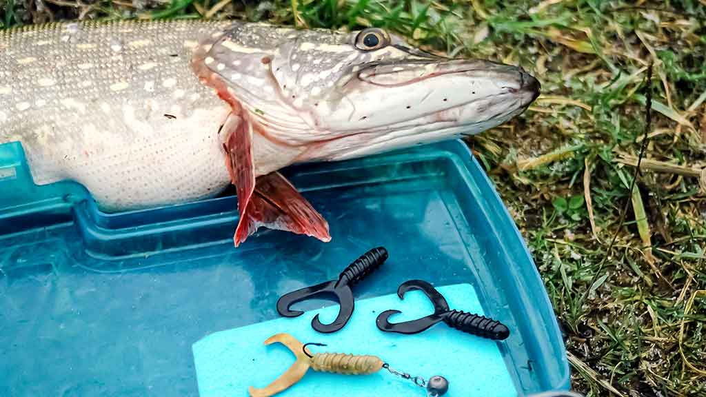 Tvisteris – ne toks paprastas, kaip atrodo Tvisteris – ne toks paprastas, kaip atrodo