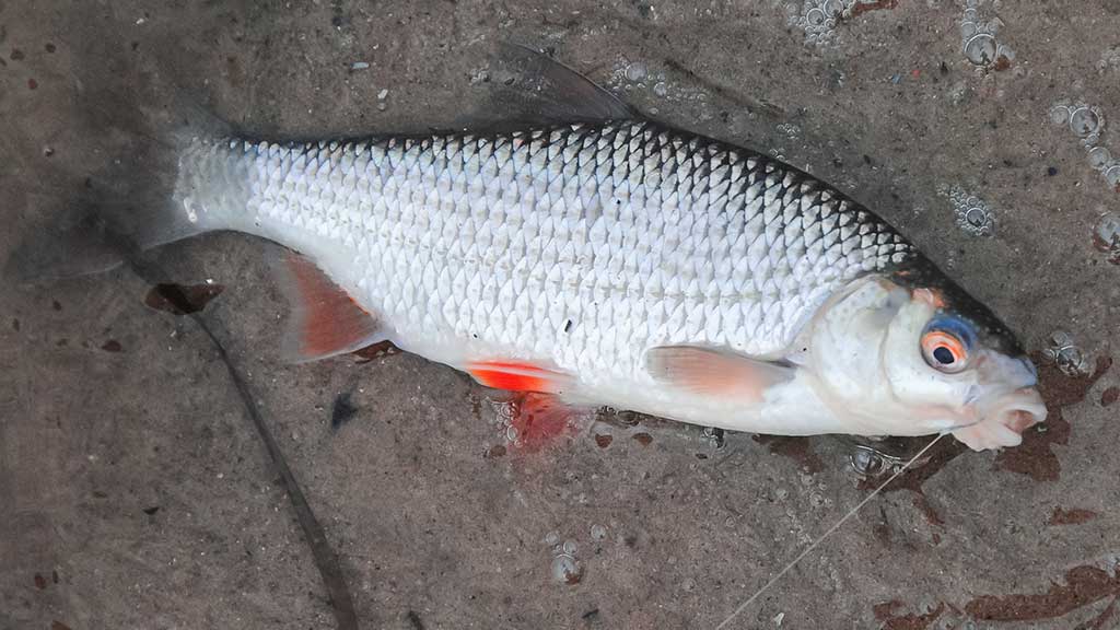 Masalai, kurių niekas (beveik niekas) nenaudoja Masalai, kurių niekas (beveik niekas) nenaudoja