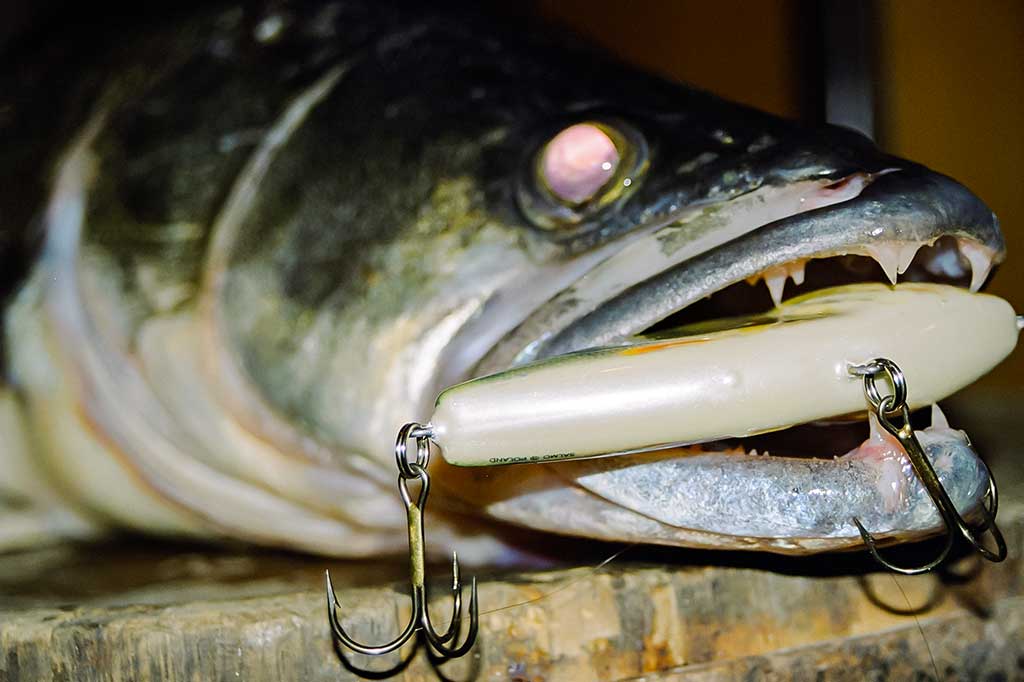 Jerk bait – stambių plėšrūnų masalas Jerk bait – stambių plėšrūnų masalas