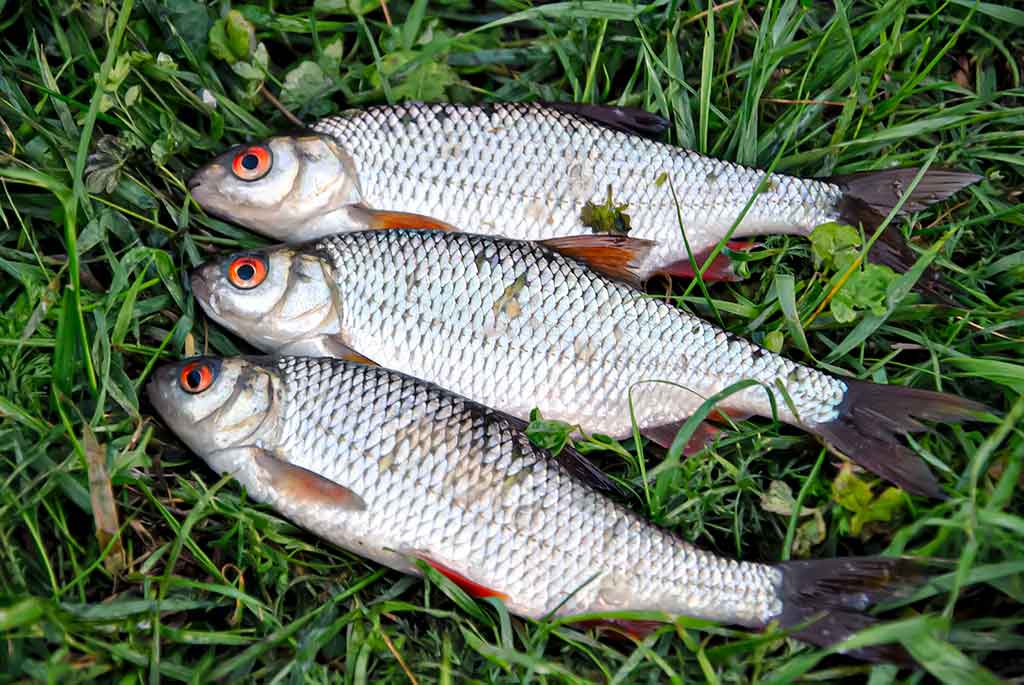 Didelė mažų svarelių reikšmė. Antra dalis