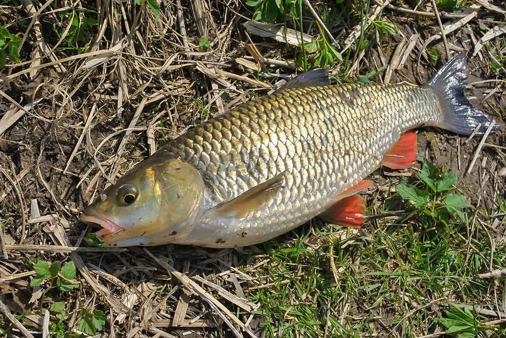 Tiny – kryptis į srovės širdį. Pirma dalis Tiny – kryptis į srovės širdį. Pirma dalis