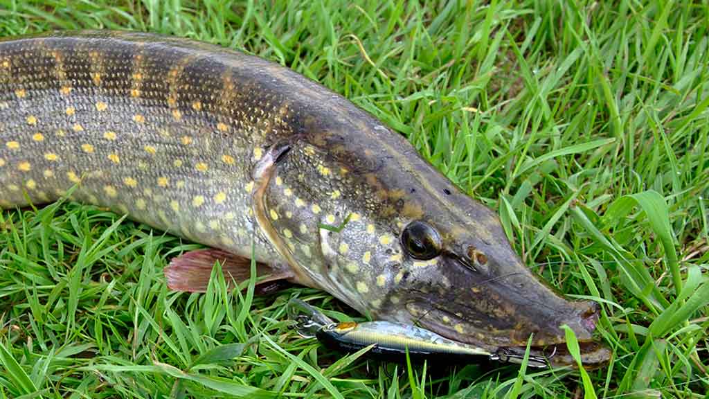 Palydekaukim... Pirma dalis Palydekaukim... Pirma dalis