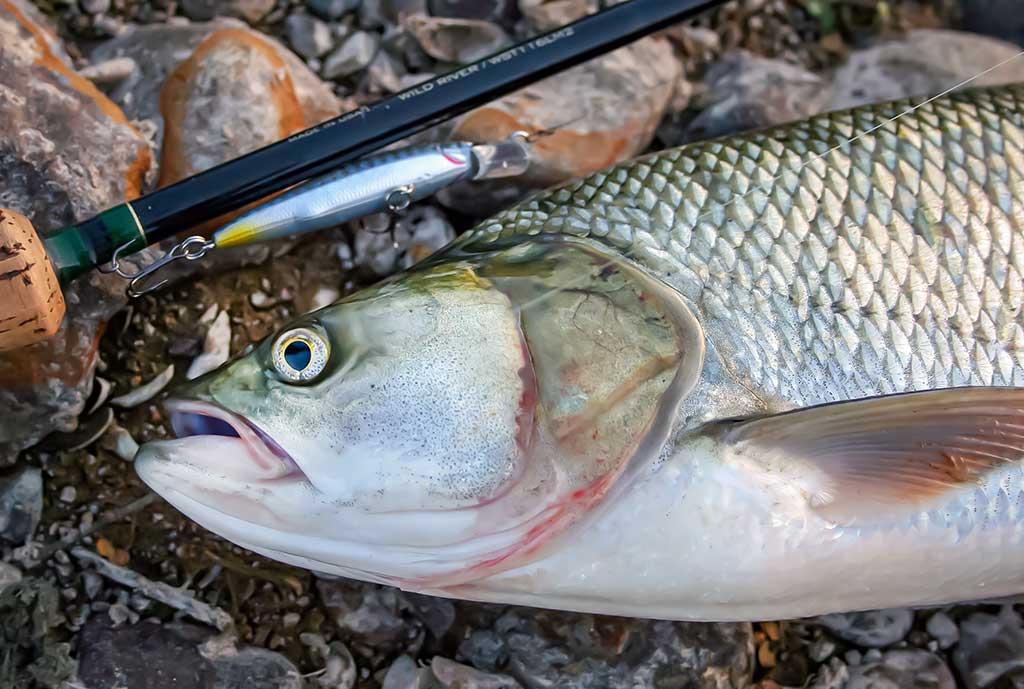 Plėšrūnai naktį nemiega. Pirma dalis