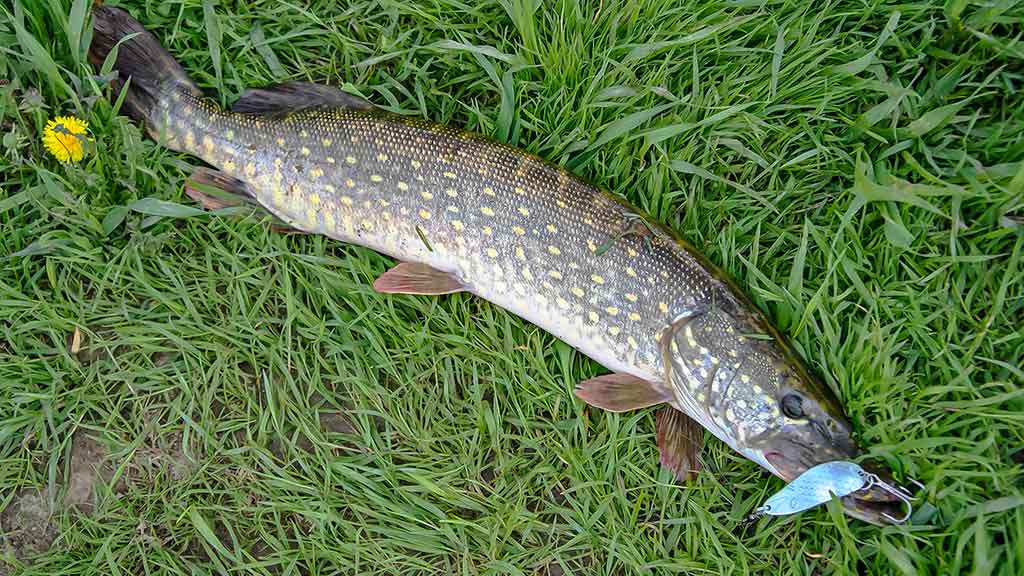 Ar sunku išmokti spiningauti? Pirma dalis Ar sunku išmokti spiningauti? Pirma dalis