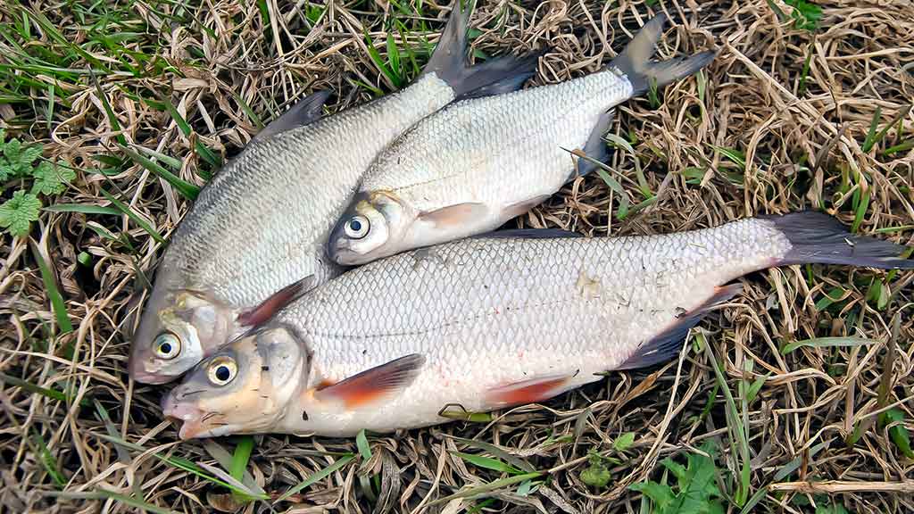 Sudužę margučiai arba kaip Dievas juokiasi Sudužę margučiai arba kaip Dievas juokiasi