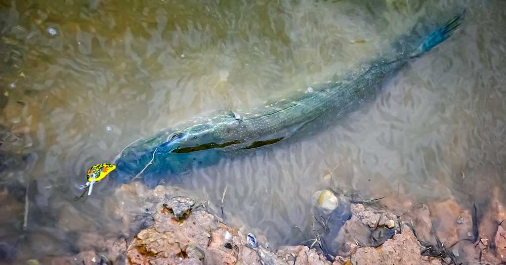 Kodėl drumsčiasi vanduo ir kaip į tai reaguoja žuvys Kodėl drumsčiasi vanduo ir kaip į tai reaguoja žuvys