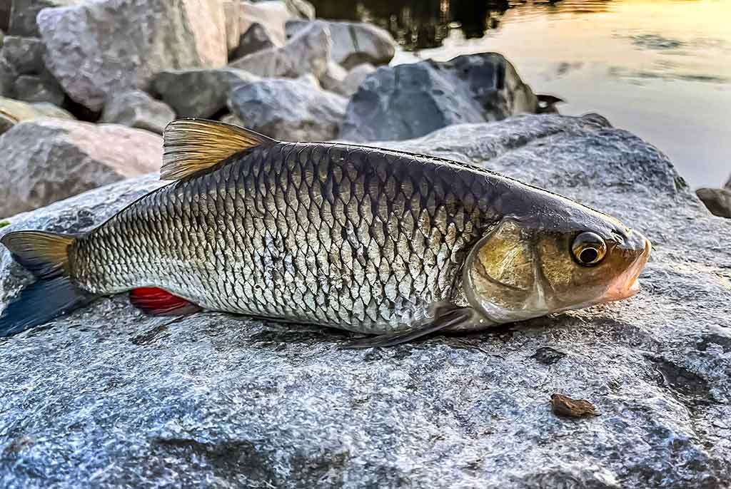 Kaip pagauti šapalą? Kaip pagauti šapalą?