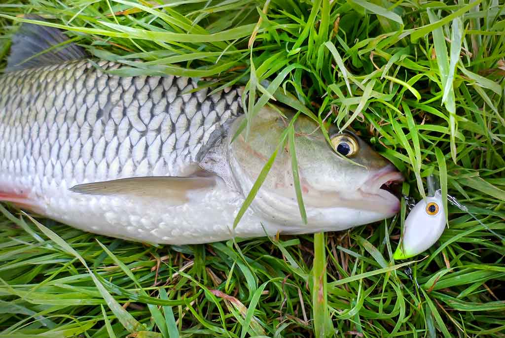 Kiek svarbus žvejui karabinas? Pirma dalis Kiek svarbus žvejui karabinas? Pirma dalis
