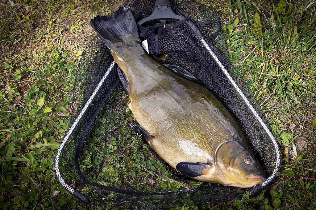 Brėkštančio ryto žuvys. Antra dalis Brėkštančio ryto žuvys. Antra dalis