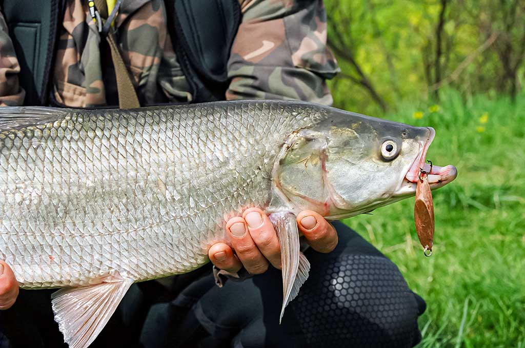 Ar salatis – konservatyvi žuvis? Antra dalis Ar salatis – konservatyvi žuvis? Antra dalis