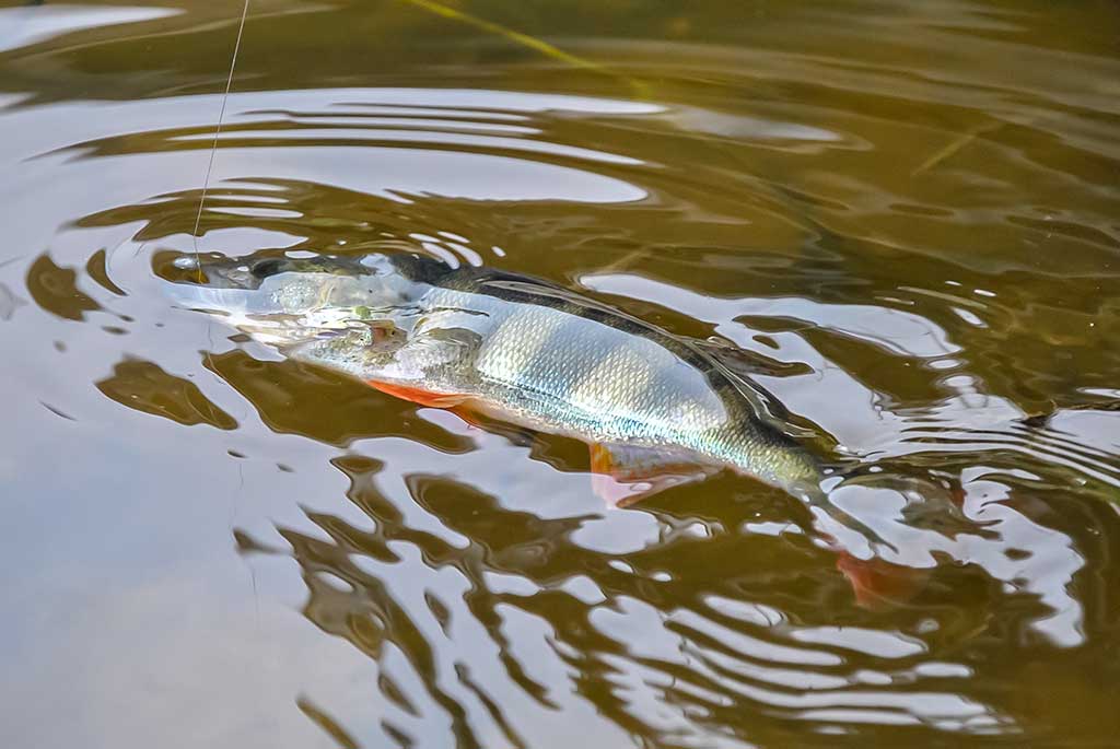 Neries ešerio gaudymas