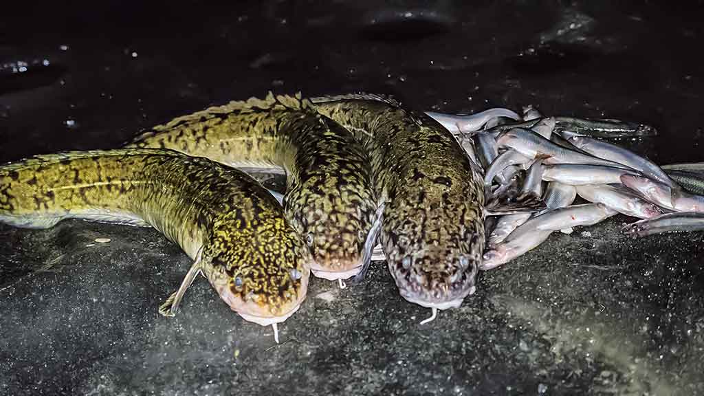 Kuršmarėse kimba ne vien stintos. Pirma dalis