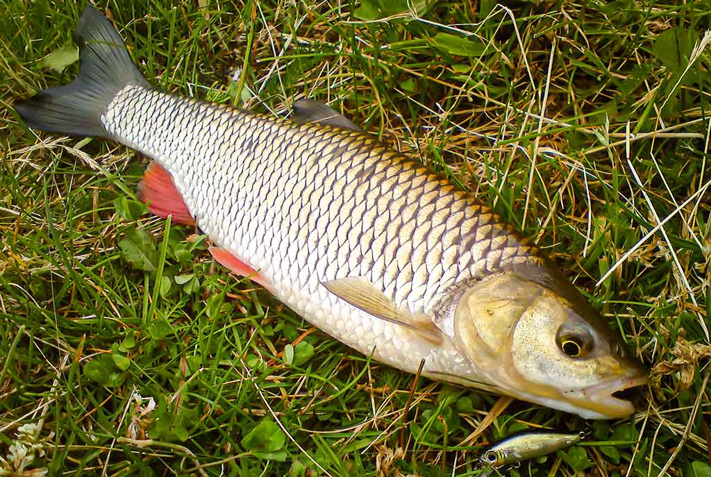 Kaip pagauti šapalą?