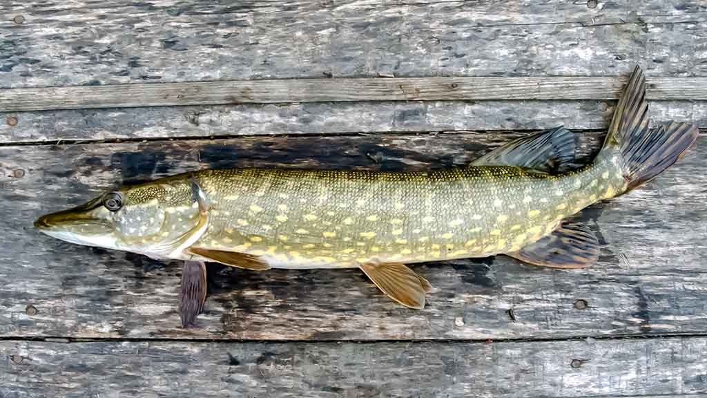 Tandemas – du metaliniai viliokliai Tandemas – du metaliniai viliokliai