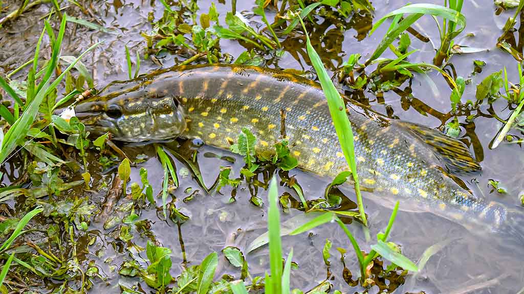 Kai žuvims gera – meškeriotojui liūdna Kai žuvims gera – meškeriotojui liūdna