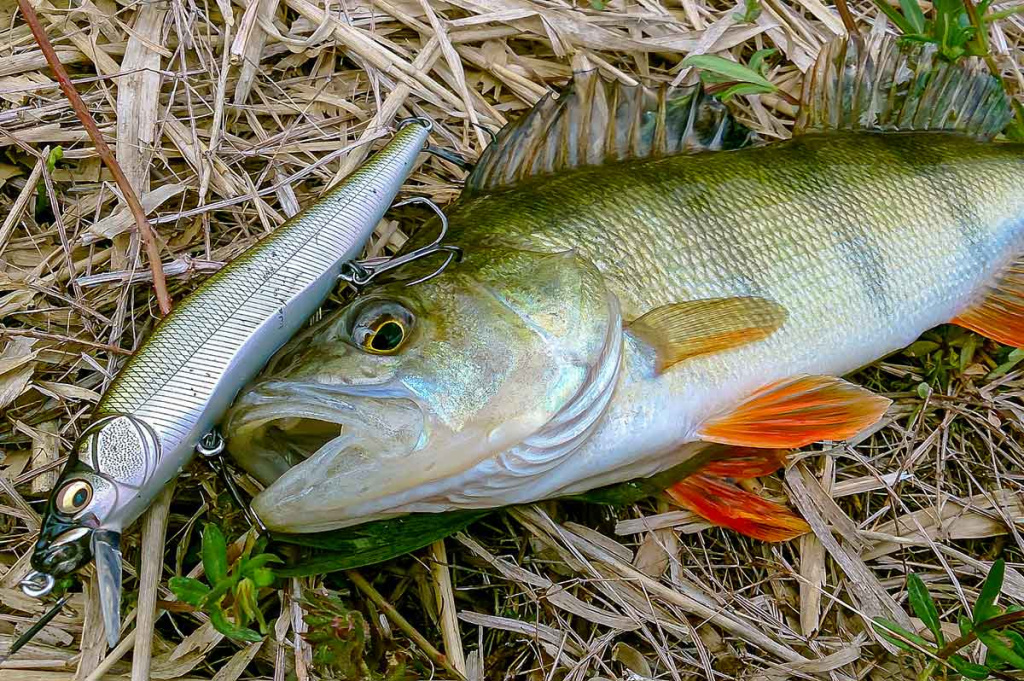 Ar sunku įsisavinti tvičingą? Ritė ir valas Ar sunku įsisavinti tvičingą? Ritė ir valas