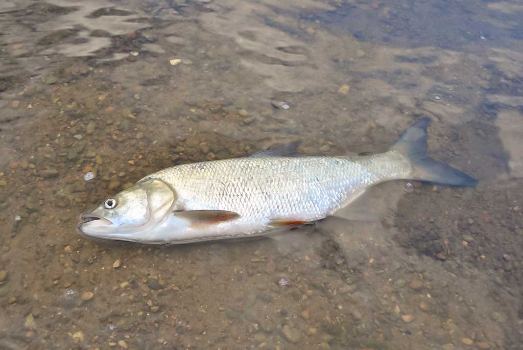 Ar patinka silikonas salačiams? Antra dalis