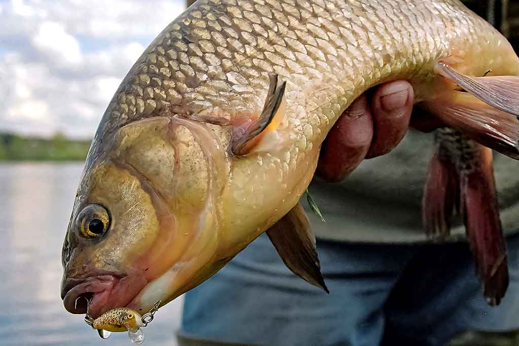 Apie šapalo pusseserę Apie šapalo pusseserę