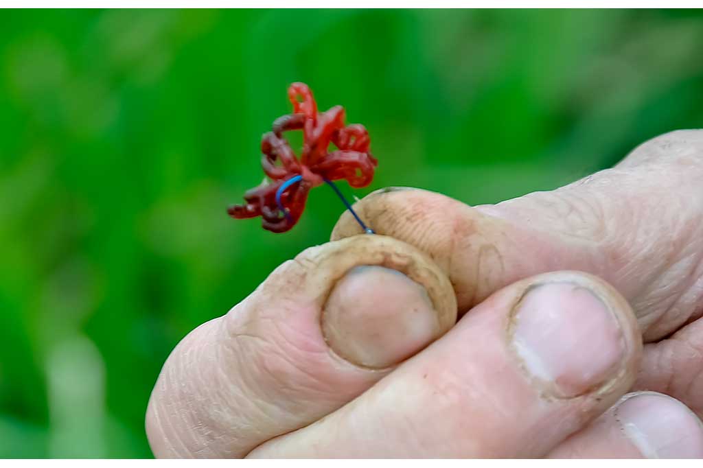 Kaip ant kabliuko užmauti uodo trūklio lervas Kaip ant kabliuko užmauti uodo trūklio lervas