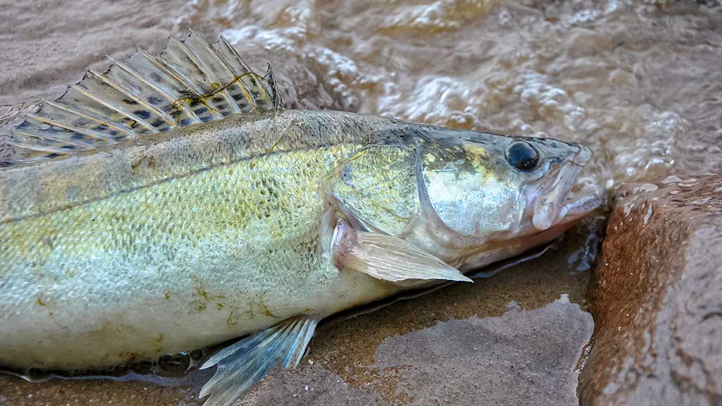 Kuomet sterkai pakyla. Antra dalis