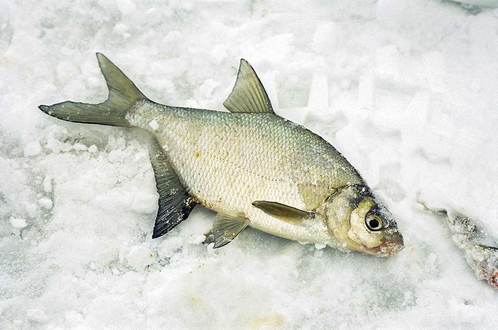 Kitą dieną po Naujųjų