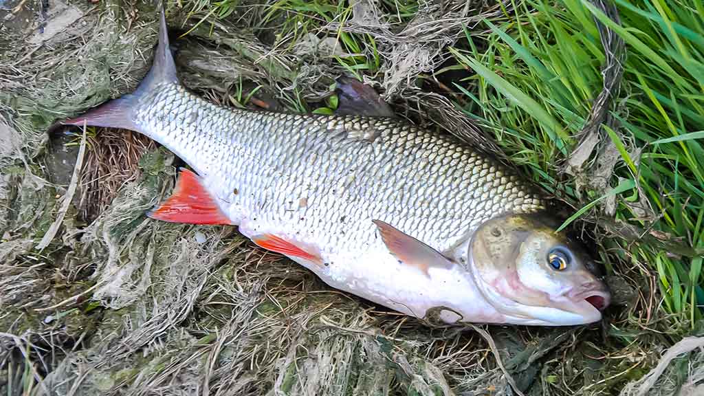 Su vobleriais rudenio naktį Su vobleriais rudenio naktį