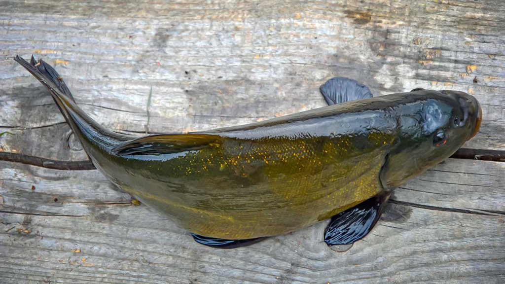 Brėkštančio ryto žuvys. Antra dalis Brėkštančio ryto žuvys. Antra dalis