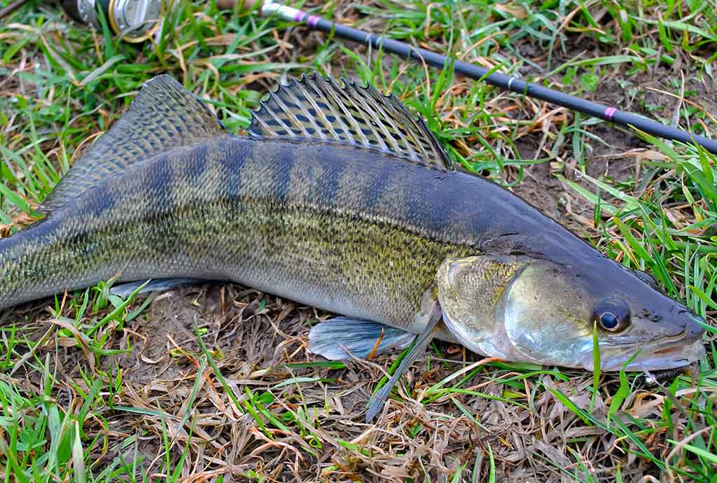 Maži masalai didelei žuviai. Pirma dalis