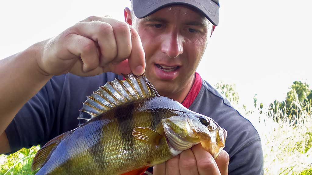 Apie ešeriams „skanius“ voblerius