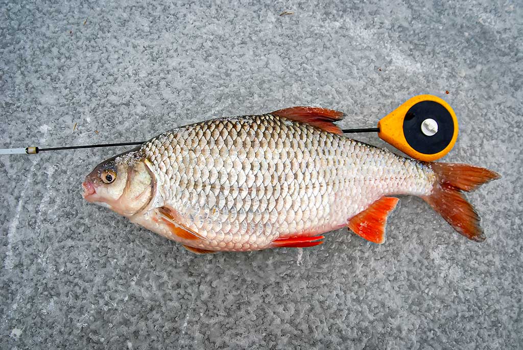 Sidabražvynių kaprizai