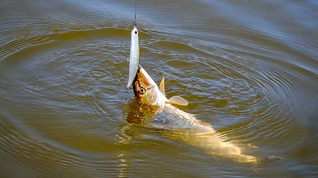 Spiningavimas topvoteriais. Ketvirta dalis Spiningavimas topvoteriais. Ketvirta dalis