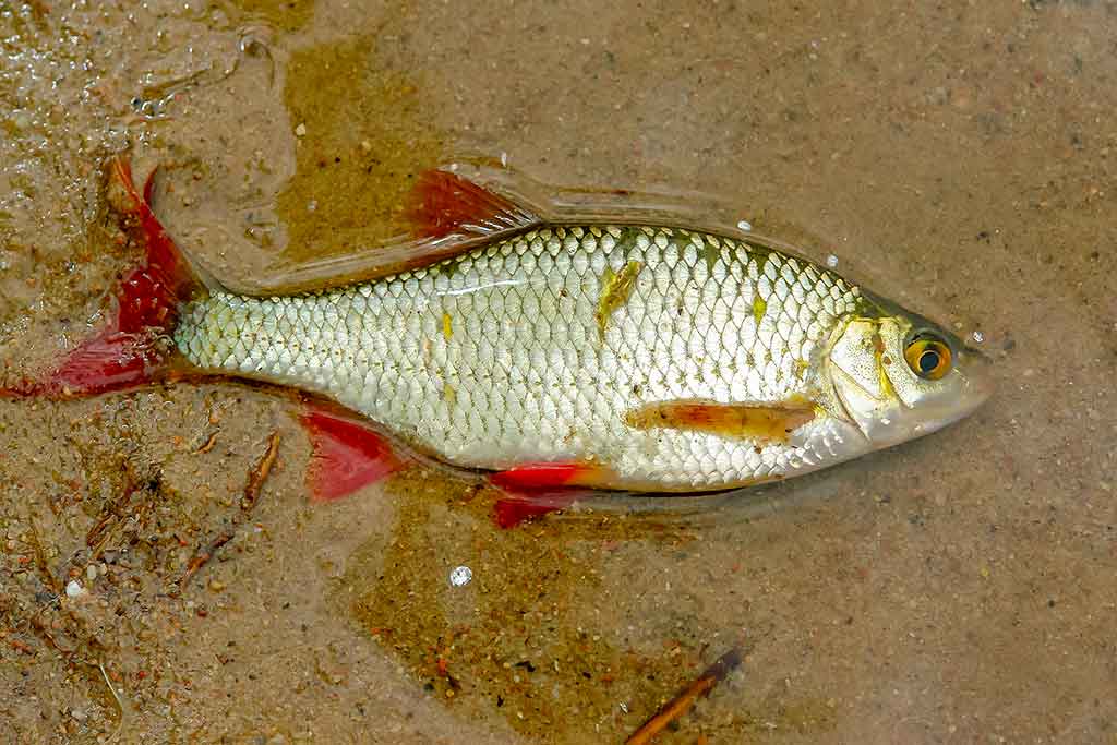 Primirštas geras masalas. Antra dalis Primirštas geras masalas. Antra dalis